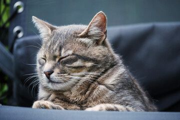 Cute cat laying on a black sun longer. Pet is relaxed and enjoys calm shade and fresh air. Comfort...