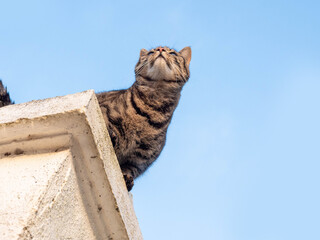 Fluffy brown color fur tabby cat sitting on a gate column. Blue sky background. Animal looks funny...