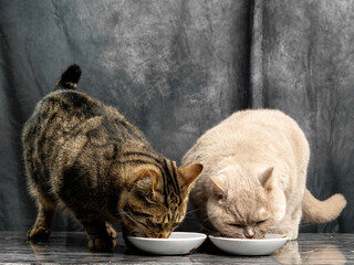 Two cats eating food from two white plates which are standing on a black marble surface, grey cloth...