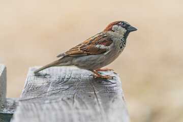 Sparrow perched on weathered wooden surface, against indistinct background Close-up perspective, soft lighting, brown and white plumage with darker eye and wing markings Solitude or quietness in na