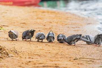 A serene beach scene with scattered grey and white pigeons The birds are engaged in various activities Background shows a tranquil sea stretching towards a blurred horizon Soft, evenly diffused li