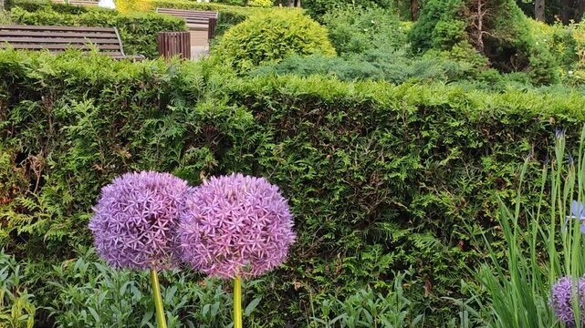 Allium Sphaerocephalon, Round-headed garlic or Drumstick allium plants in bloom. Summer park. Floral decoration. 