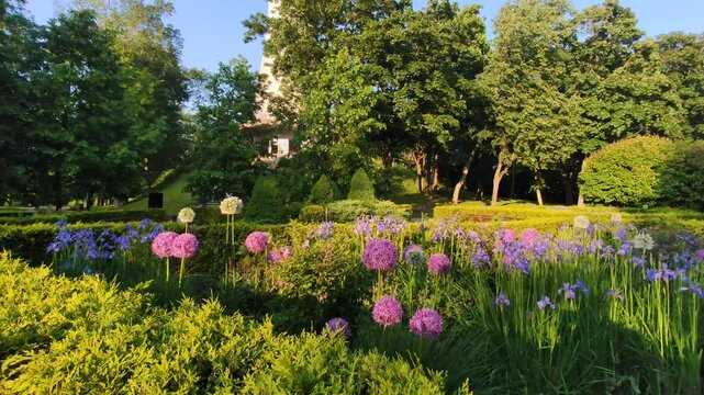 Iris flowers and Allium Sphaerocephalon, Round-headed garlic or Drumstick allium plants in bloom. Summer park. Floral decoration. 