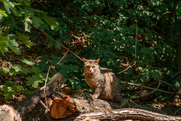 Beautiful street cat meows with its mouth open outside in summer