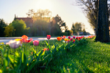 Gepflegte Grünfläche mit schönen Tulpen in dem Dorf Aseleben 