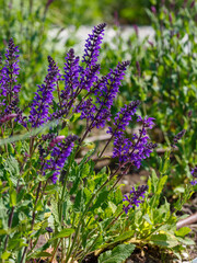 Sage ( Latin- Salvia nemorosa ) is a perennial plant , a species of the genus Sage ( Salvia ) of...