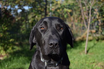 black labrador retriever
