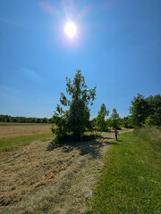 Botanical Oasis A Symphony of Blooming Nature