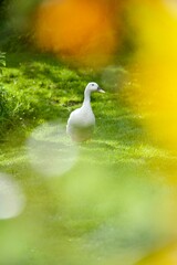 ducks on the lake