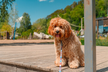 A close portrait of a charming curly brown dog of breed Labradoodle or Cavapoo outdoor. The breed of the dog is a cross between a poodle.