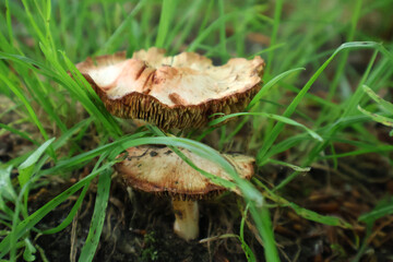 Close-Up Image of Mushrooms Growing Among Grass in Nature. A detailed photograph of two mushrooms emerging through lush green grass, showcasing their textures and natural habitat.