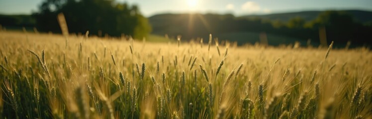 Naklejka premium Golden wheat field at sunset. Ripe crops ready for harvest. Beautiful rural farmland scenery at golden hour. Agriculture, farming, food production, environment, eco-friendly, sustainability concept.