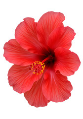Red Hibiscus Flower on Transparent Background