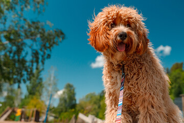 A close portrait of a charming curly brown dog of breed Labradoodle or Cavapoo outdoor. The breed...