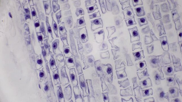 Microscopic View of Plant Cell Structure, Longitudinal Section, Cellular Biology