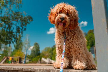 Fototapeta premium A close portrait of a charming curly brown dog of breed Labradoodle or Cavapoo outdoor. The breed of the dog is a cross between a poodle.