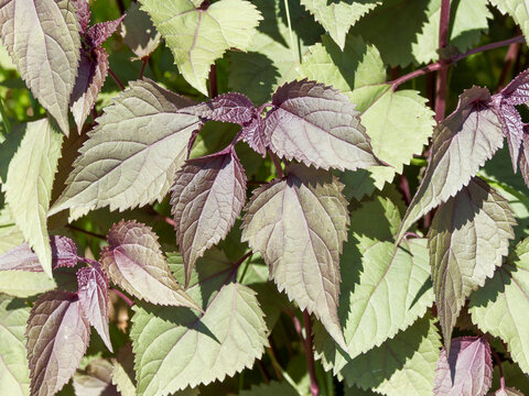  (Eupatorium rugosum) White snakeroot or richweed 'Chocolate', ornamental shrub cultivated for its decorative dark purple tinted foliage with serrated margins turning greenish in autumn

