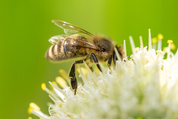 Bee collects nectar from a flower, colorful nature background, macro close-up.