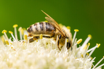 Bee collects nectar from a flower, colorful nature background, macro close-up.