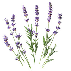 Fresh lavender flowers arranged elegantly on a Transparent background for a calming aesthetic, Lavender flowers isolated on PNG background