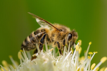 Bee collects nectar from a flower, colorful nature background, macro close-up.