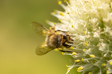 Bee collects nectar from a flower, colorful nature background, macro close-up.