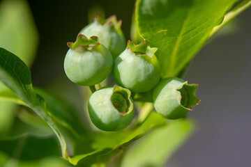 Canadian blueberry macro close-up, garden growing background
