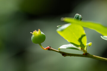 Canadian blueberry macro close-up, garden growing background
