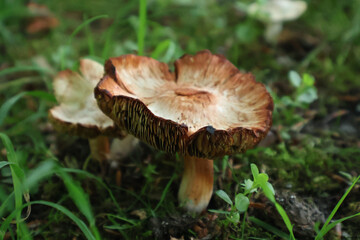A detailed image of brown mushrooms emerging from moss-covered soil in a green woodland. Capturing the symbiotic beauty of natural fungi amidst their forest ecosystem.