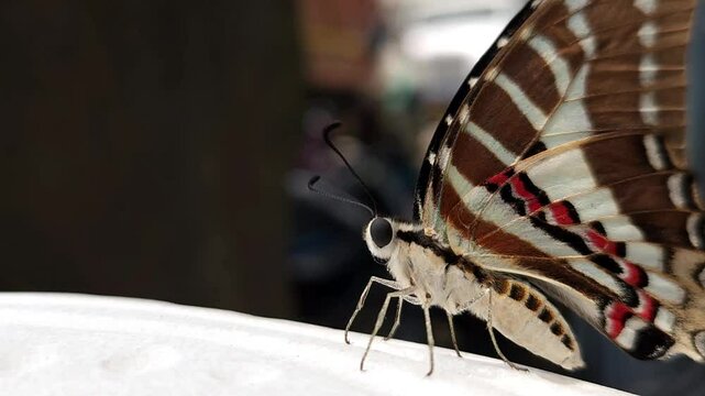 Beautiful Indian spot swordtail Butterfly, Shot In India