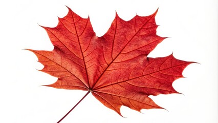 Obraz premium Crimson Maple Leaf Macro Photography, Autumn, Nature, Red Leaf. Autumn Leaf, Macro Photography