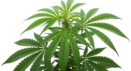 Green cannabis leaves isolated on white background. Growing medical marijuana.