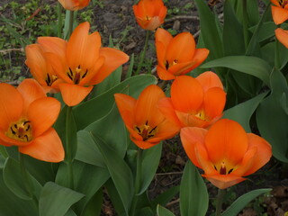 tulips in the garden