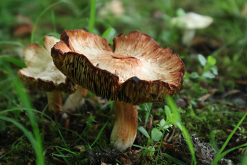 Vivid image of wild mushrooms emerging from the forest ground amidst moss and grass, highlighting the beauty of nature and biodiversity in woodland environments.
