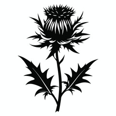 Thistle Flower Illustration Black Silhouette of Scottish Thistle with Leaves and Stem