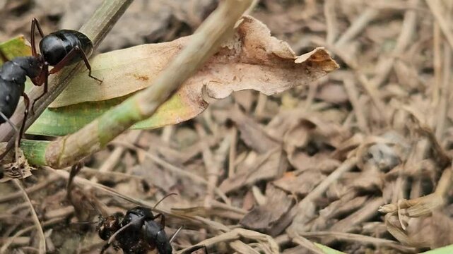 Group of Black Ants Attacking Honey Bees, Slow-motion