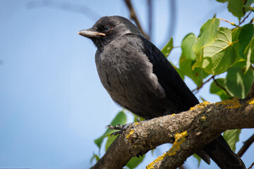 Close-up of a Western Jackdaw chick sitting on a branch, perpendicular to the camera lens, with a blue sky background.