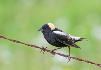 Obraz premium Bobolink male perched on a barbed wire fence in Ottawa, Canada