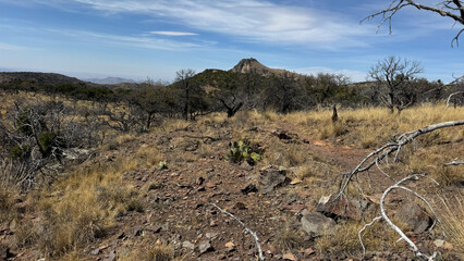 dry grass in the desert