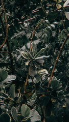 Moody Close-Up of Rain-Kissed Pittosporum Leaves and Branches in Natural Light