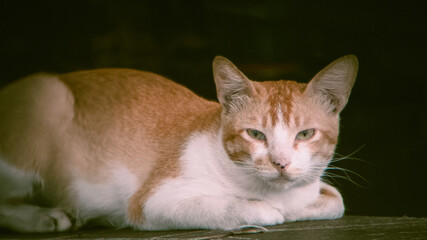 Ginger and White Cat Resting, Intense Gaze, Dark Background, Close-Up Portrait.