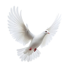 Fototapeta premium Dove symbolizes freedom and peace with outstretched wings against a clean Transparent background, dove freedom peace symbol isolated on White background
