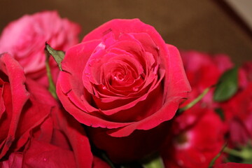 red rose with water drops