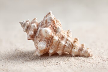 Seashell is laying on the sand.