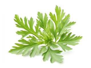 Wormwood herb green twig on white background