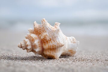 Seashell is laying on the sand.