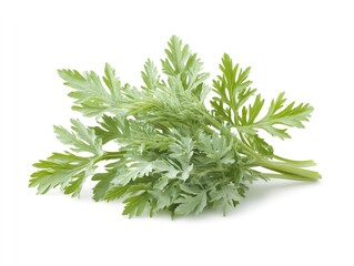 Wormwood herb green twig on white background
