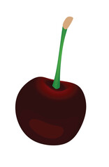 Cherry on white background, vector	