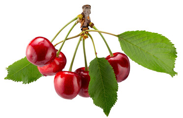 sweet cherries with leaves isolated on a white background