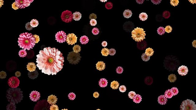 Colorful Zinnia and Gerbera Flowers Falling and Drifting on a Black Background Animated Floral Motion Graphic for Events, Weddings, or Abstract Backgrounds, Vibrant Gerbera Daisy Flowers Floating